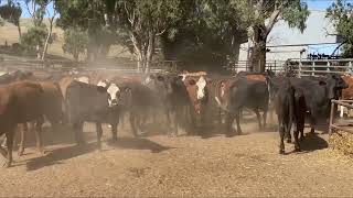 Canowie Cattle Co - 141 Heifers