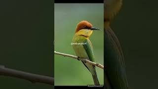 Chestnut headed bee eater#birds#wildlife#nature#viral