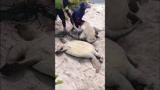 Two Brothers Save Stranded Turtle – Heartwarming Rescue #shorts