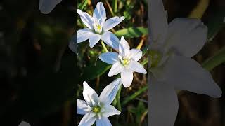 #nature #spring #beauty #flowers #valey  #macro #relax #flower #blossom #bloom #lovely #romantic