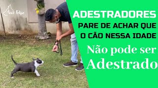 Adestradores pare de achar que o cão nesta idade não pode ser adestrado