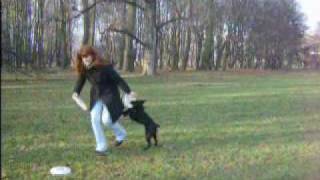 Kali i frisbee (video 3).wmv