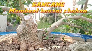 tahapan membuat bonsai sancang chokan