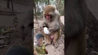 monyet makan telor #monkey #cute #animals #short