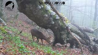 La vita intorno agli alberi.