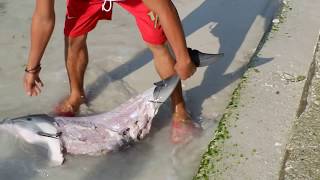 BABY DOLPHIN WAS KILLED AT DAUIS PANGLAO BOHOL FULL VIDEO