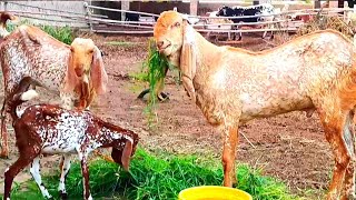 Goat farming in pakistan