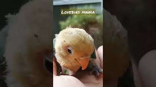 baby lovebird beautifull