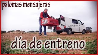 PALOMAS MENSAJERAS.- día de entreno