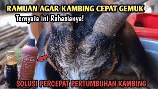 🔴Cara Sederhana Agar Kambing Cepat Gemuk dan tumbuh besar