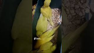 Smart and lovely little budgies #part-1