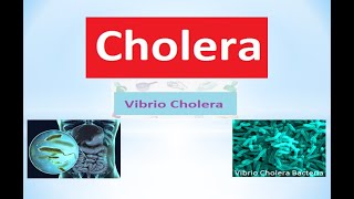 causes of Vibrio cholera|symptoms of Vibrio cholera|Do all Vibrio species cause cholera? #Vibrio