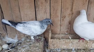 Breeder Pyar Ke egg aur chicks ki progress #MAsadBirds #Chicks #BreederPyar