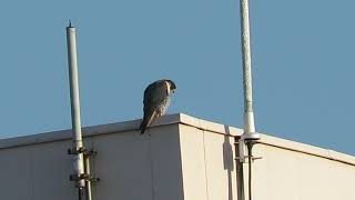 Peregrine Falcon