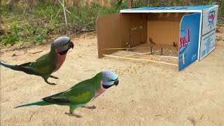 shorts Channel - Amazing Best quick Bird Trap using vital Cardboard Box And Woods