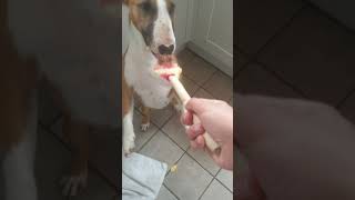 lickin a spoon #dogs #funny #minibullterrier #miniaturebullterrier #sillydoggo