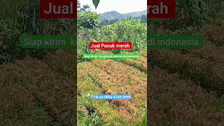 jual pohon pucuk merah murah TLP wa 085647605995