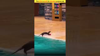 Sea lion Baby Talent 🤯 Wood working with art handcraft ideas | skill-art #shorts