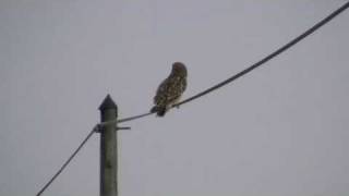 Hibou des marais ( Asio flammeus )