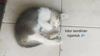 Kucing, foto slide kucil dibuang sayang