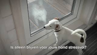 Beaphar CaniComfort| Ideaal bij verlatingsangst hond