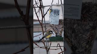 #46 LIDL. Karma dla ptaków. Sikorki. Bird food. Titmouse