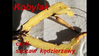 Zioło na grypę żołądkową, biegunki, anemię, trądzik, AZS,czyli  Kobylak