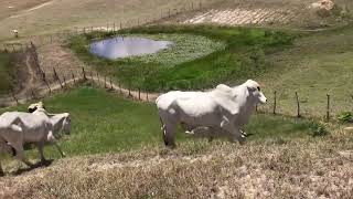 O QUE FAZER PARA MANTER O GADO GORDO NA SECA.