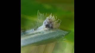 This bizarre looking creature is the caterpillar of the Giant Red Eye, skipper butterfly. #unique