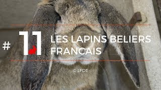 LES LAPINS BELIERS FRANCAIS │LFDT #11