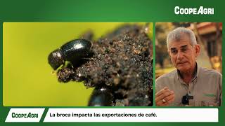 Control de broca en cultivo de café