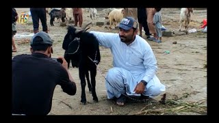 Vlog 20. Pasni Bakra Mandi, Qurbani k liye Bakra Karid liya