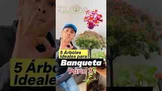 5 Árboles Ideales para Banqueta Parte 3🌲‼️ #árboles #plantas #arbolesnativos #naturaleza #arborista