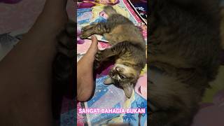 DI PIJITIN MAJIKAN DENGAN RAUT WAJAH BAHAGIA #kitten #babyanimal #anakkucinglucuimutgemesin #short