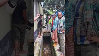 রাসেলস ভাইপার আতঙ্কে দেশজুড়ে সাপ নিধনের হিড়িক।#সাপ #রাসেলভাইপার