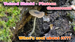 Veined shield - One of the most beautiful mushrooms! Pluteus thomsonii - what is and where to find?