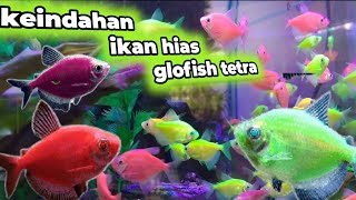 keindahan ikan hias dan cantik glofish tetra yang warna warni