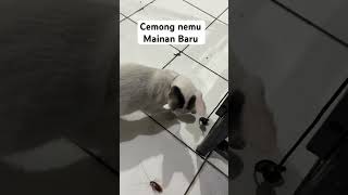 Kucing vs Kecoa #kucing #kucinglucu