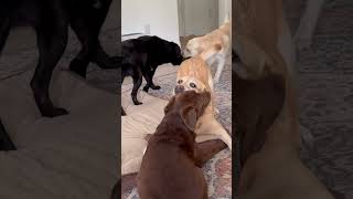 11 year-old Lab plays & spins #dogs #shorts #short #funnydogs #doglover