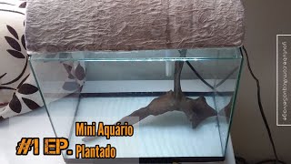 Veja as primeiras coisas para um Mini aquário plantado ( Apresentação ) #01ep.