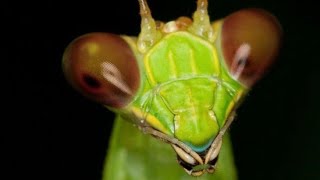 Mantis Gigante#insectos