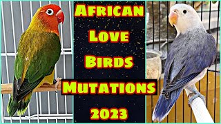 African Love Birds Mutations | Love Birds Price List 2023 | EP 37