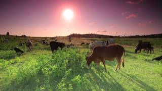 farm animals grazing on perfect day