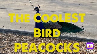 Peacock The Coolest Bird