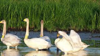 2:57 Singschwan _ Quintett gibt Konzert an der Elbe, am alten Elbarm #Vogelbeobachtung 4K