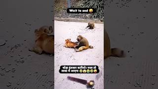 maza aa gaya #funny #monkey #comedy #dog #exellent #youtubeshorts #fighting