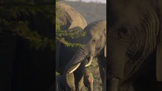 Herd of Elephants in Kenyan Reserve