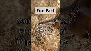 Fun Fact: 🐌 They Impregnate themselves!?! #shorts #viral #nature #animals #facts #funny