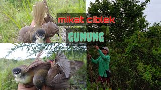 MEMIKAT BURUNG CIBLEK GUNUNG