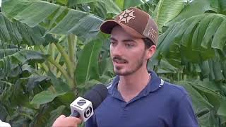 Irrigação nas plantações de banana